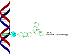 Graphical abstract: DNA cleavage by the Cu(ii) complex of the DNA-intercalating 9-bis(pyridin-2-ylmethyl)aminobenzo[b]quinolizinium