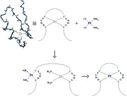 Graphical abstract: Unwinding of zinc finger domain of DNA polymerase I by cis-diamminedichloroplatinum(ii)