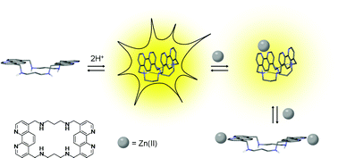 Graphical abstract: Binding of H+ and Zn(ii) ions with a new fluorescent macrocyclic phenanthrolinophane