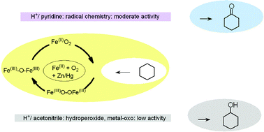 Graphical abstract: Tuning the conversion of cyclohexane into cyclohexanol/one by molecular dioxygen, protons and reducing agents at a single non-porphyrinic iron centre and chemical versatility of the tris(2-pyridylmethyl)amine TPAFeIICl2 complex in mild oxidation chemistry