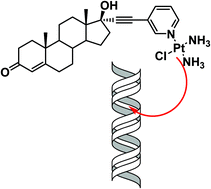 Graphical abstract: Conjugation of testosterone modifies the interaction of mono-functional cationic platinum(ii) complexes with DNA, causing significant alterations to the DNA helix