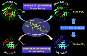 Graphical abstract: Bioinorganic and medicinal chemistry: aspects of gold(i)-protein complexes
