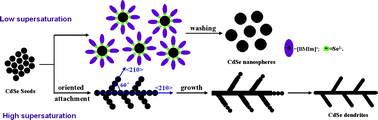 Graphical abstract: Ionic liquid-assisted synthesis of CdSe dendrites from nanospheres through oriented attachment