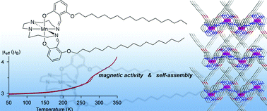 Graphical abstract: Synthesis and self-assembly of spin-labile and redox-active manganese(iii) complexes