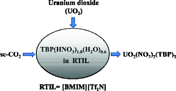 Graphical abstract: Uranium dioxide in ionic liquid with a tri-n-butylphosphate–HNO3 complex—dissolution and coordination environment