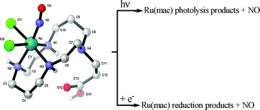 Graphical abstract: Reactivity, photolability, and computational studies of the ruthenium nitrosyl complex with a substituted cyclam fac-[Ru(NO)Cl2(κ3N4,N8,N11(1-carboxypropyl)cyclam)]Cl·H2O