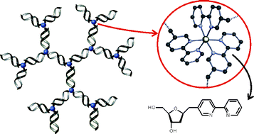 Graphical abstract: Metal-mediated aggregation of DNA comprising 2,2′-bipyridine nucleoside, an asymmetrically substituted chiral bidentate ligand