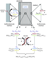 Graphical abstract: Application of cyclic voltammetry to investigate enhanced catalytic current generation by biofilm-modified anodes of Geobacter sulfurreducens strain DL1 vs. variant strain KN400