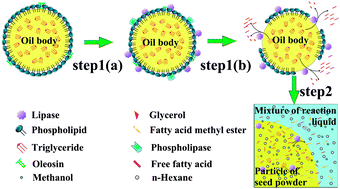 Graphical abstract: Reactive extraction and in situ self-catalyzed methanolysis of germinated oilseed for biodiesel production