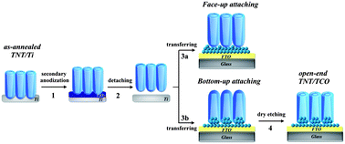 Graphical abstract: Detachment and transfer of ordered TiO2 nanotube arrays for front-illuminated dye-sensitized solar cells