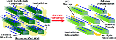 Graphical abstract: Multi-scale visualization and characterization of lignocellulosic plant cell wall deconstruction during thermochemical pretreatment