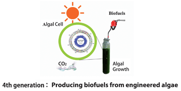 Graphical abstract: Metabolic engineering of algae for fourth generation biofuels production