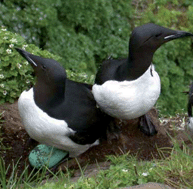 Graphical abstract: Geographic differences in organic contaminants and stable isotopes (δ13C, δ15N) in thick-billed murre (Uria lomvia) eggs from Alaska