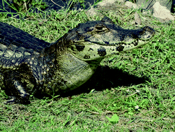 Graphical abstract: Mercury and methyl mercury ratios in caimans (Caiman crocodilus yacare) from the Pantanal area, Brazil