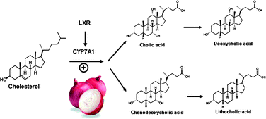 Graphical abstract: Hypocholesterolemic activity of onion is mediated by enhancing excretion of fecal sterols in hamsters
