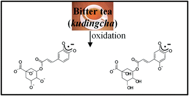 Graphical abstract: Caffeoylquinic acid derived free radicals identified during antioxidant reactions of bitter tea (Ilex latifolia and Ilex kudincha)