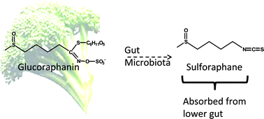Graphical abstract: Glucoraphanin hydrolysis by microbiota in the rat cecum results in sulforaphane absorption