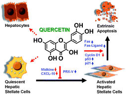 Graphical abstract: Antiproliferative mechanisms of quercetin in rat activated hepatic stellate cells