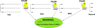 Graphical abstract: An efficient activity ionic liquid-enzyme system for biodiesel production