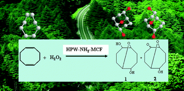 Graphical abstract: Highly active and green aminopropyl-immobilized phosphotungstic acid on mesocellular silica foam for the O-heterocyclization of cycloocta-1,5-diene with aqueous H2O2