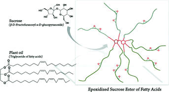 Graphical abstract: Novel biobased epoxy compounds: epoxidized sucrose esters of fatty acids