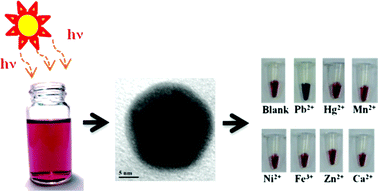 Graphical abstract: Synthesis of nanoparticles: sunlight formation of gold nanodecahedra for ultra-sensitive lead-ion detection