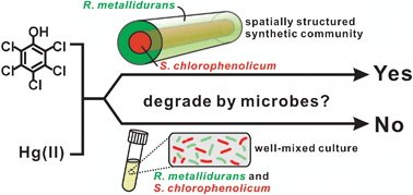 Graphical abstract: Complex function by design using spatially pre-structured synthetic microbial communities: degradation of pentachlorophenol in the presence of Hg(ii)