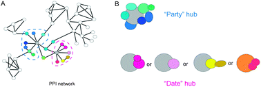 Graphical abstract: Bacterial protein interaction networks: puzzle stones from solved complex structures add to a clearer picture