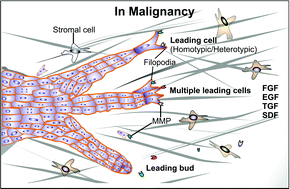 Graphical abstract: Determinants of leader cells in collective cell migration