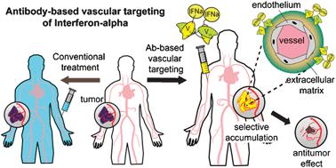 Graphical abstract: Antibody-based targeting of interferon-alpha to the tumor neovasculature: a critical evaluation