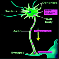 Graphical abstract: The RNA superhighway: axonal RNA trafficking of kappa opioid receptor mRNA for neurite growth