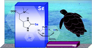 Graphical abstract: Speciation and identification of low molecular weight selenium compounds in the liver of sea turtles