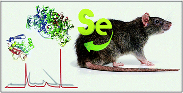 Graphical abstract: Selenium speciation in rat colon tissues