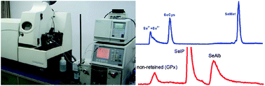 Graphical abstract: Full quantification of selenium species by RP and AF-ICP-qMS with on-line isotope dilution in serum samples from mercury-exposed people supplemented with selenium-enriched yeast