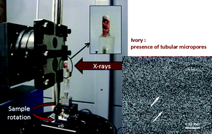 Graphical abstract: Synchrotron radiation and laboratory micro X-ray computed tomography—useful tools for the material identification of prehistoric objects made of ivory, bone or antler
