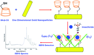 Graphical abstract: Synthesis of novel decorated one-dimensional gold nanoparticle and its application in ultrasensitive detection of insecticide