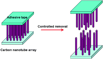 Graphical abstract: Controlled removal of individual carbon nanotubes from vertically aligned arrays for advanced nanoelectrodes