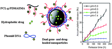 Graphical abstract: Poly(ε-caprolactone)-graft-poly(2-(N, N-dimethylamino) ethyl methacrylate) nanoparticles: pH dependent thermo-sensitive multifunctional carriers for gene and drug delivery