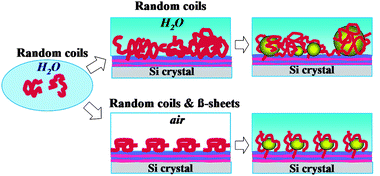 Graphical abstract: Secondary structure of silaffin at interfaces and titania formation