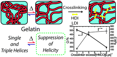 Graphical abstract: An entropy–elastic gelatin-based hydrogel system