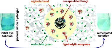 Graphical abstract: Silica-alginate-fungi biocomposites for remediation of polluted water