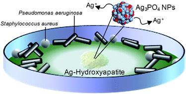 Graphical abstract: Hydroxyapatite supported antibacterial Ag3PO4 nanoparticles