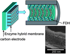 Graphical abstract: Assembly of an artificial biomembrane by encapsulation of an enzyme, formaldehyde dehydrogenase, into the nanoporous-walled silica nanotube–inorganic composite membrane