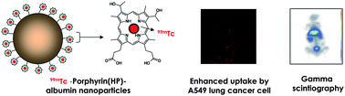 Graphical abstract: 99mTc-hematoporphyrin linked albumin nanoparticles for lung cancer targeted photodynamic therapy and imaging