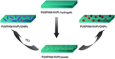 Graphical abstract: In Situ controllable preparation of gold nanorods in thermo-responsive hydrogels and their application in surface enhanced Raman scattering