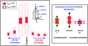 Graphical abstract: Direct evidence of ZnO morphology modification via the selective adsorption of ZnO-binding peptides
