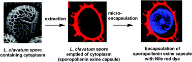Graphical abstract: Viability of plant spore exine capsules for microencapsulation