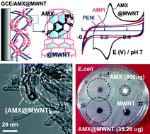 Graphical abstract: Highly selective immobilization of amoxicillin antibiotic on carbon nanotube modified electrodes and its antibacterial activity