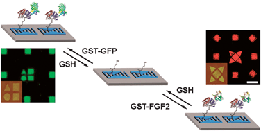 Graphical abstract: Glutathione S-transferase as a general and reversible tag for surface immobilization of proteins