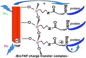 Graphical abstract: Formation of biotinylated trititanate nanofibers (BioTNFs): potent optical probes for protein